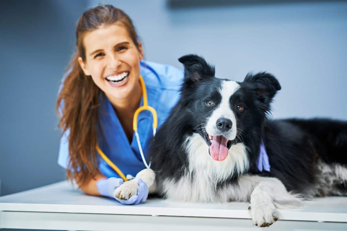 Vet Tech Job Description