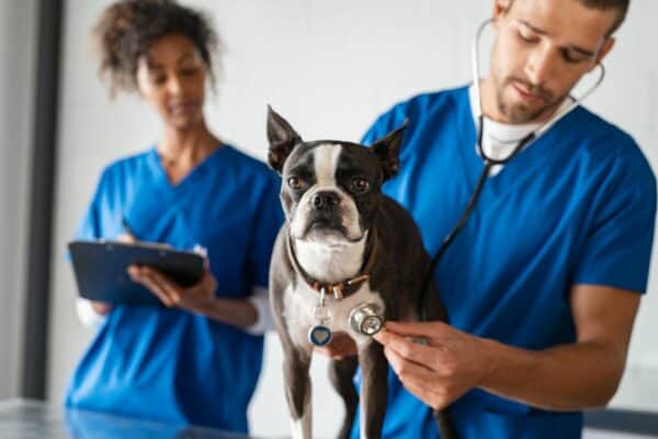 How to get a vet tech license