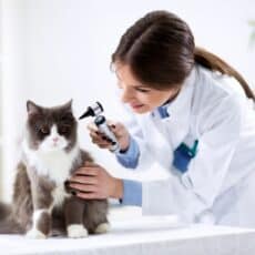 Veterinary Specialties: 24 Types from A-Z
