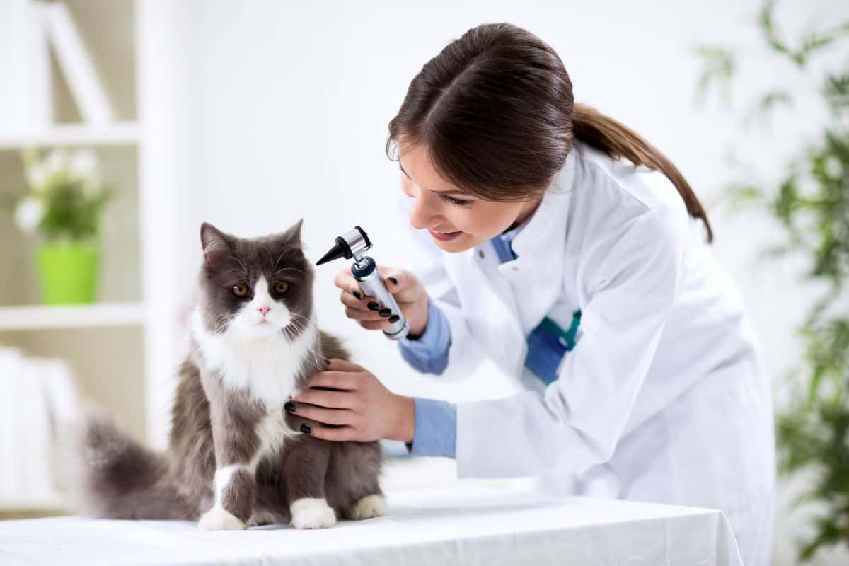 Veterinary Specialties