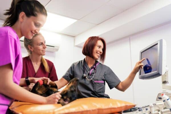 specializations in veterinary medicine