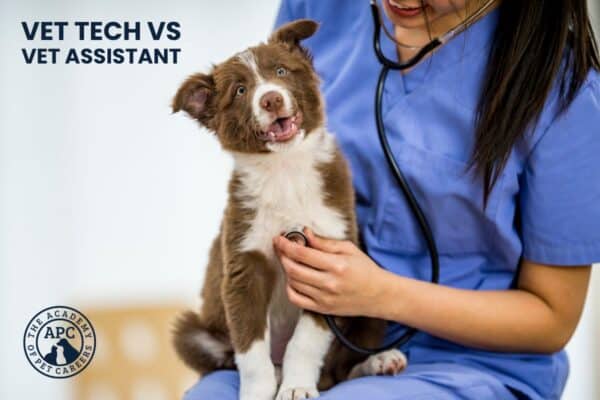 what is the difference between vet techs and vet assistants
