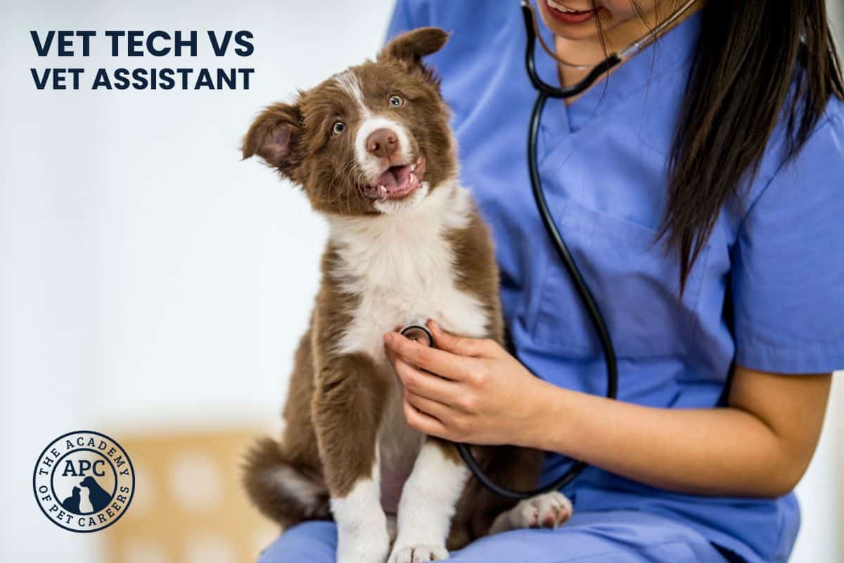 what is the difference between vet techs and vet assistants