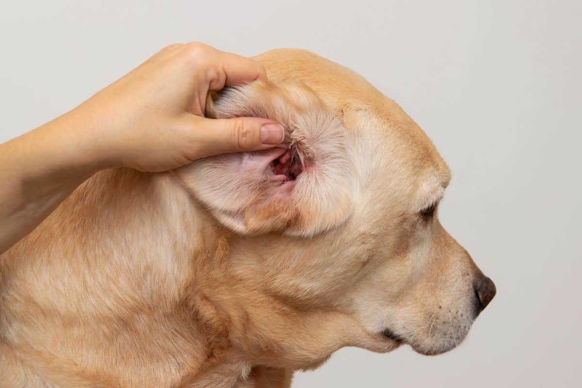 Yeast Infection in Dogs Ears