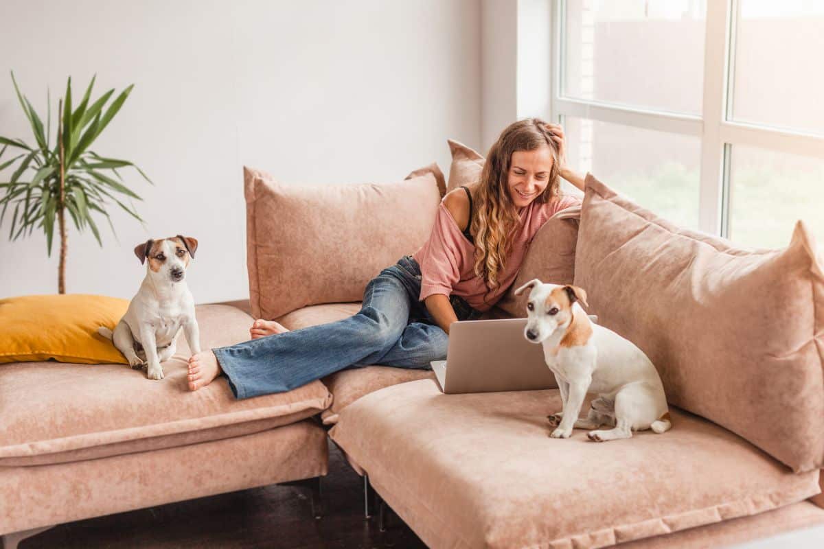 Georgia Dog Training School - Become a Dog Trainer in GA