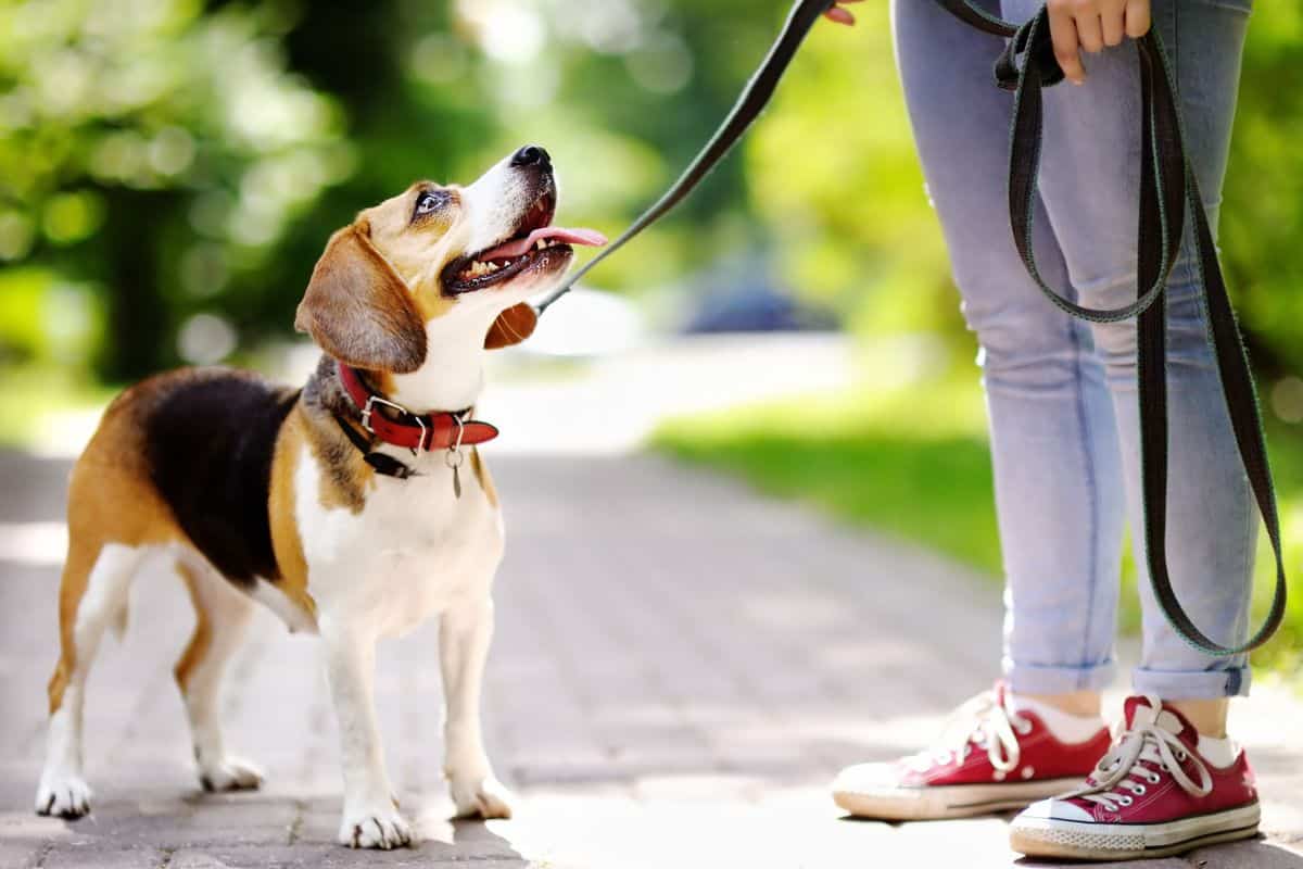 Connecticut Dog Training School - Become a Dog Trainer in CT