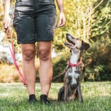 Become A Dog Trainer in IN – Indiana Dog Training School