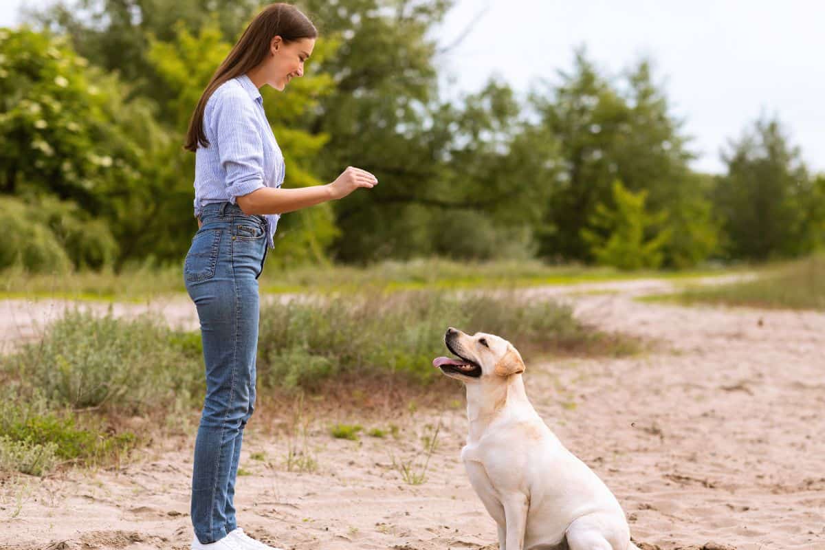 Massachusetts Dog Training School - Become a Dog Trainer in MA