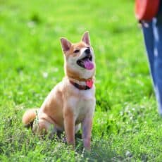 Become A Dog Trainer in MN – Minnesota Dog Training School