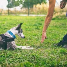 Become A Dog Trainer in NM – New Mexico Dog Training School