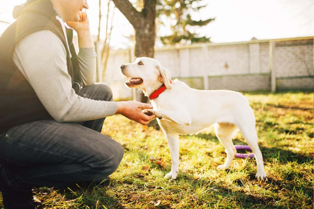 Pennsylvania Dog Training School - Become a Dog Trainer in PA