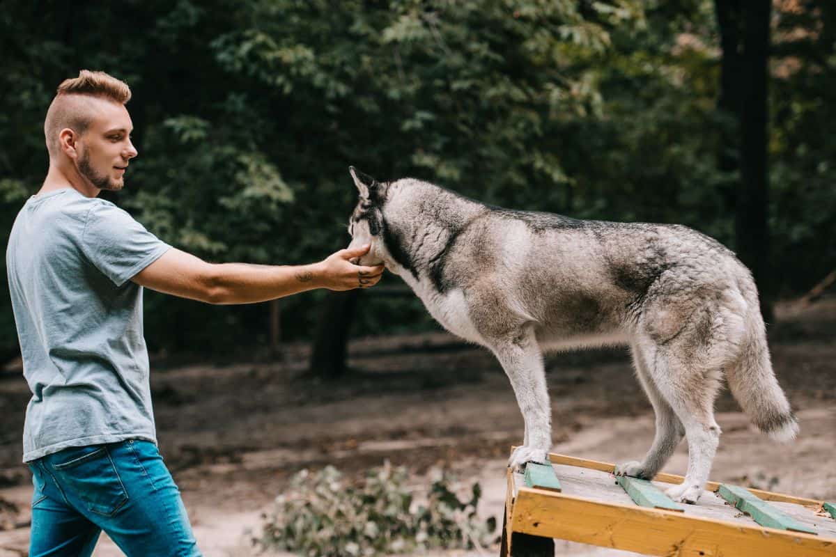 Tennessee Dog Training School - Become a Dog Trainer in TN