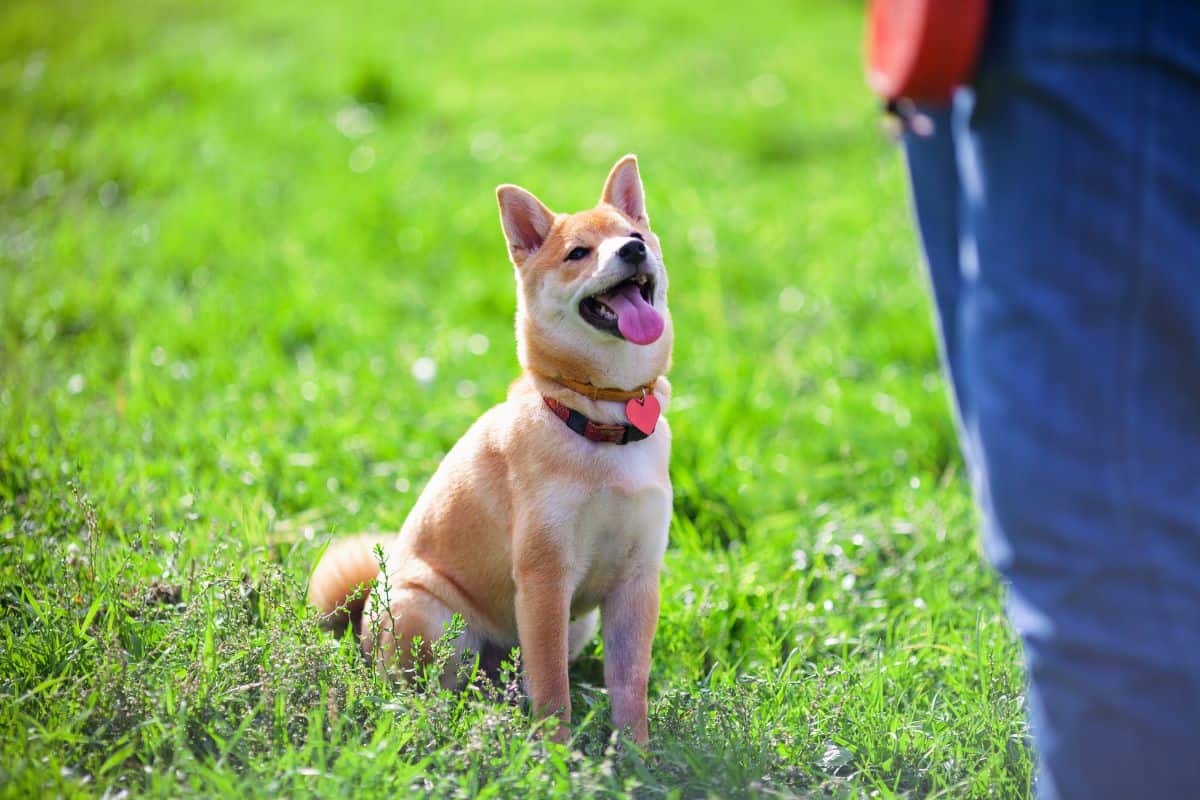 Wisconsin Dog Training School - Become a Dog Trainer in WI