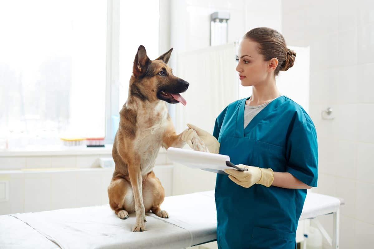 Average Vet Tech Salary