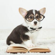 12 Best Dog Training Books: Expert Recommended
