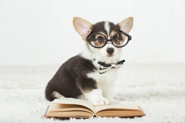 Best Dog Training Books