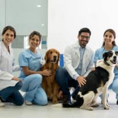 How to Become a Veterinarian: Your Path to Success
