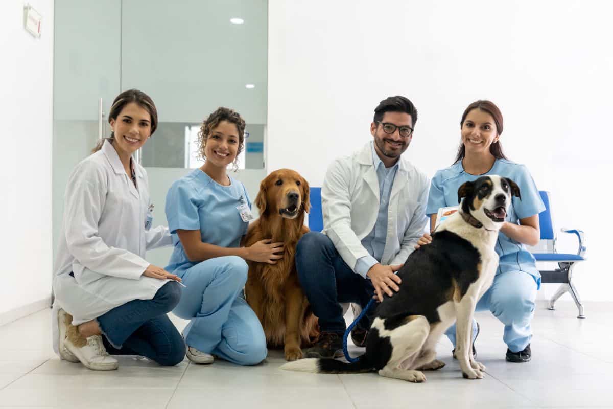 How to Become a Veterinarian