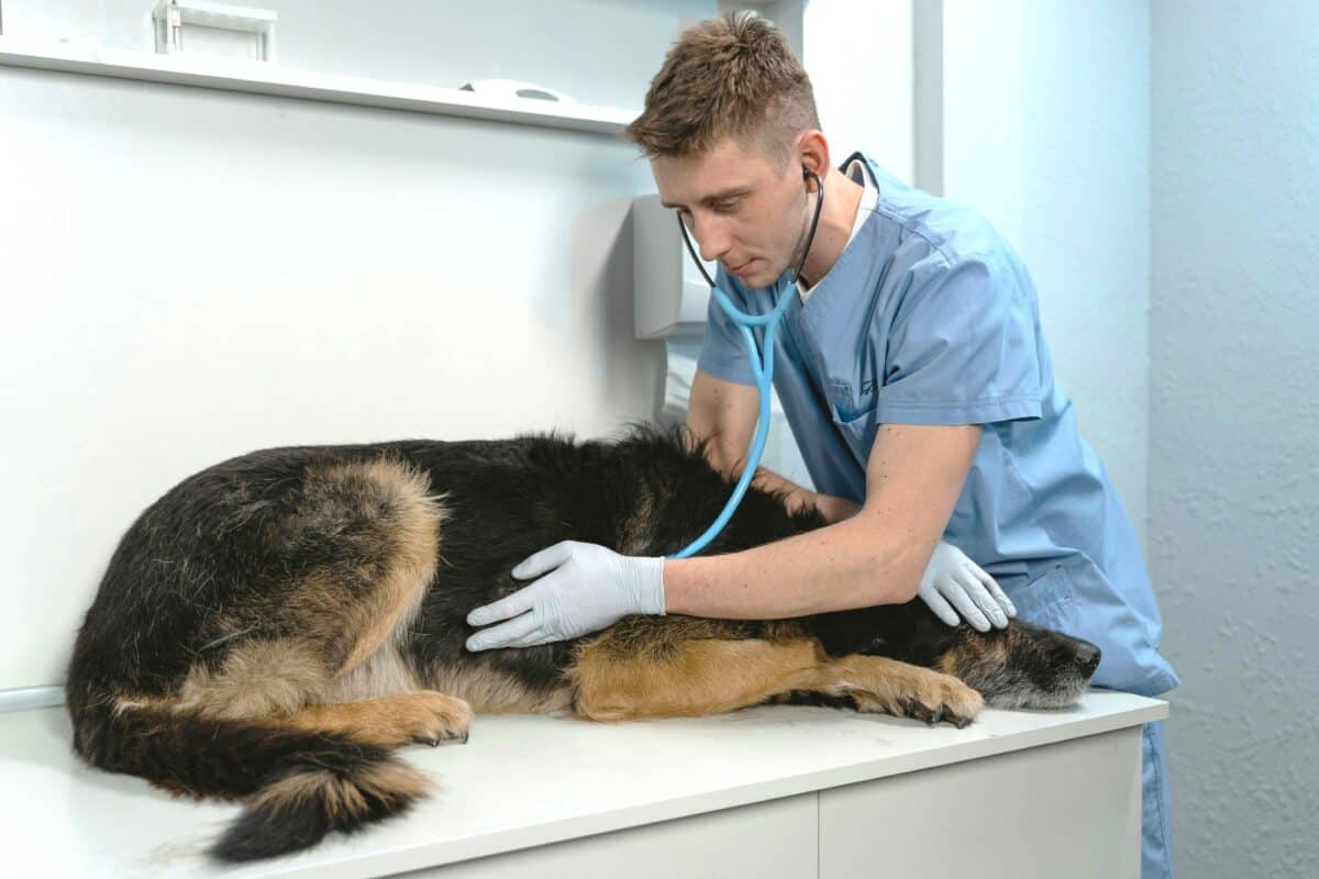 average vet salary in the us