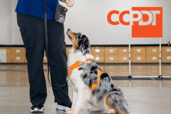 Become a Dog Trainer | The Academy of Pet Careers