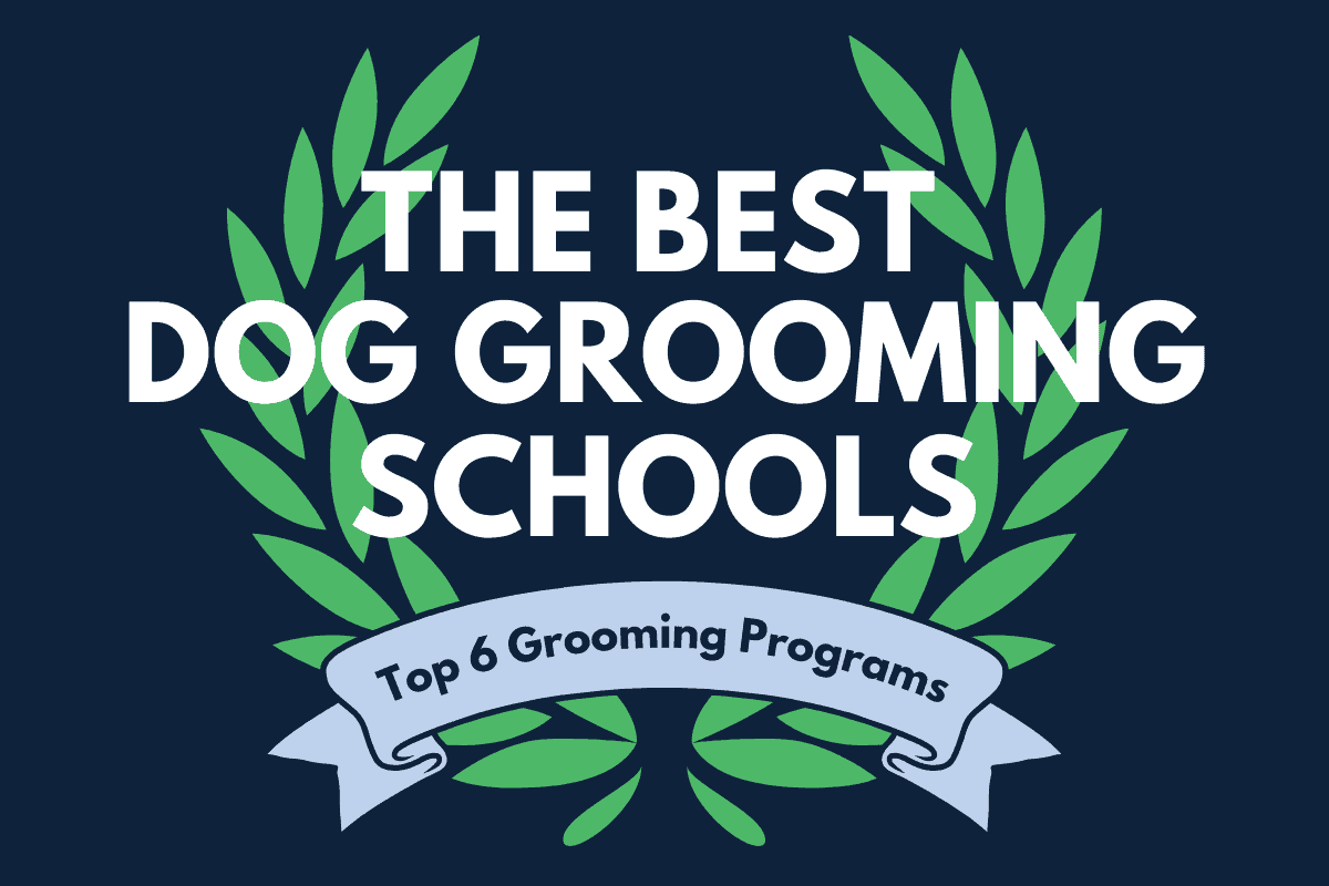 the best dog grooming schools in 2025.