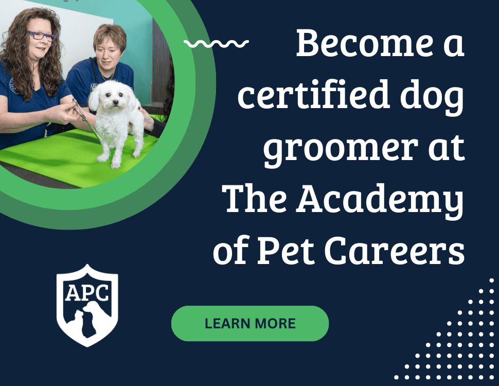 become a dog groomer