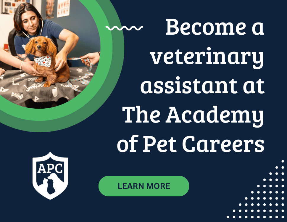 become a vet assistant