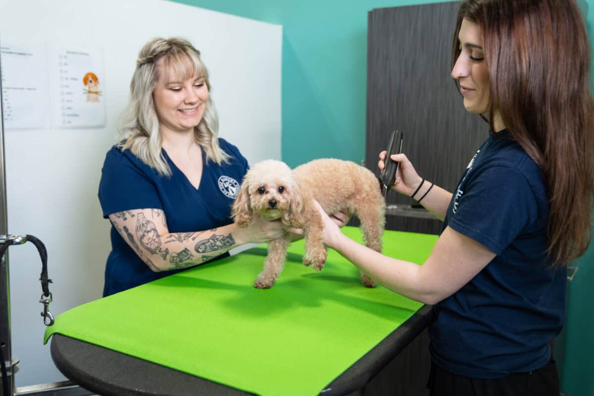 dog groomer salary in 2025