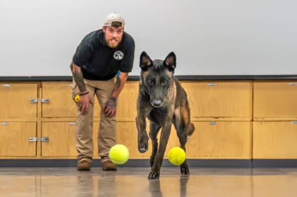 how much do dog trainers make
