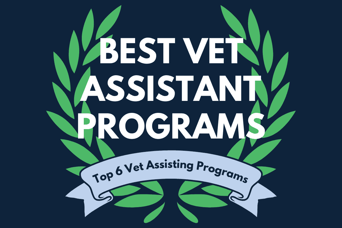 best veterinary assistant programs in 2025