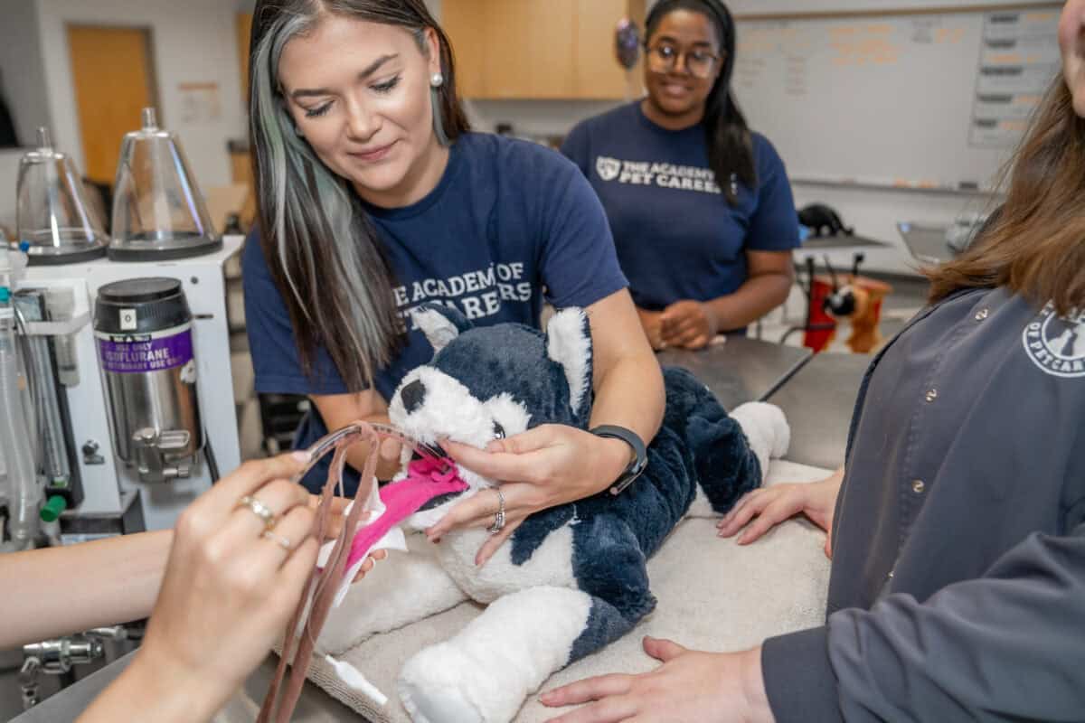 how to get a vet assistant certification