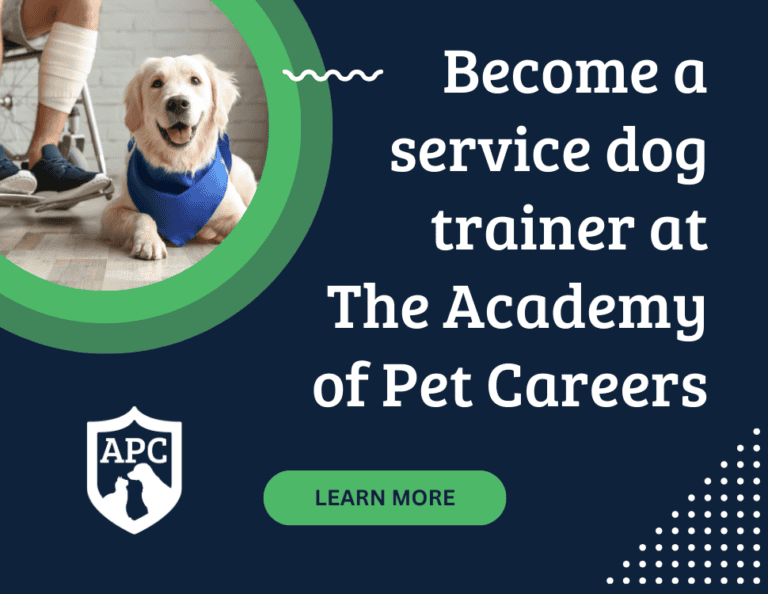 How to make your dog a service dog an expert guide the academy of