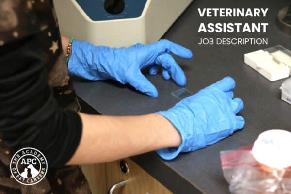 what is a veterinary assistants job description