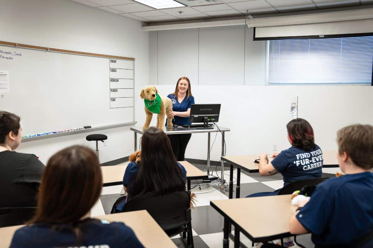 frequently asked questions about veterinary assistance