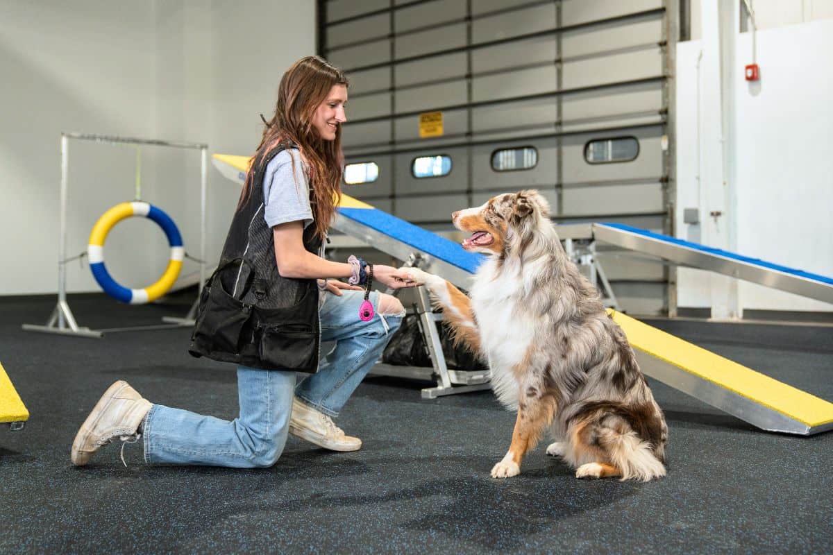 curriculum for in person dog training school