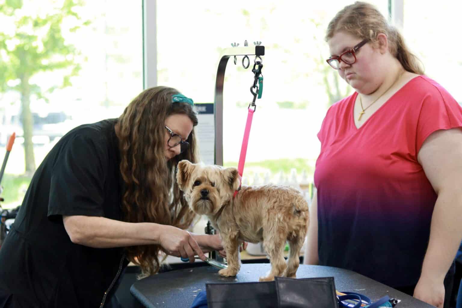 Gallery Detail: Frequently Asked Questions Dog Grooming Certification