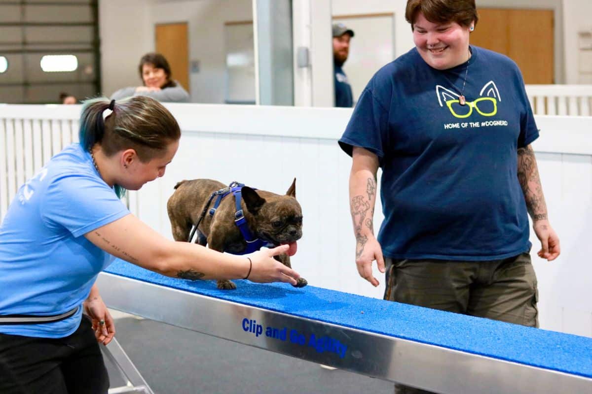 professional-dog-training