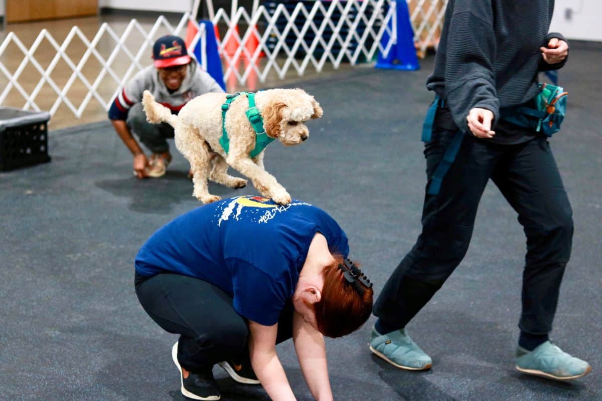 specialized-dog-training