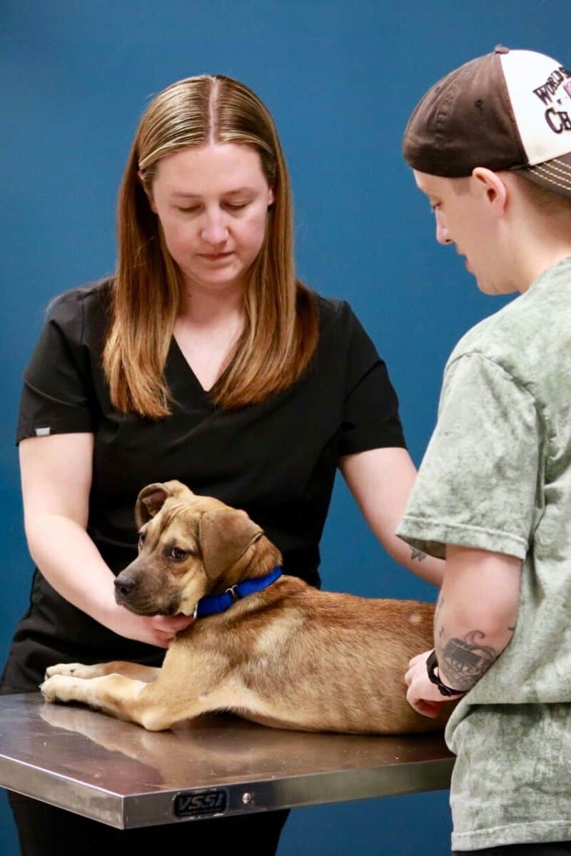 curriculum for vet assistant school