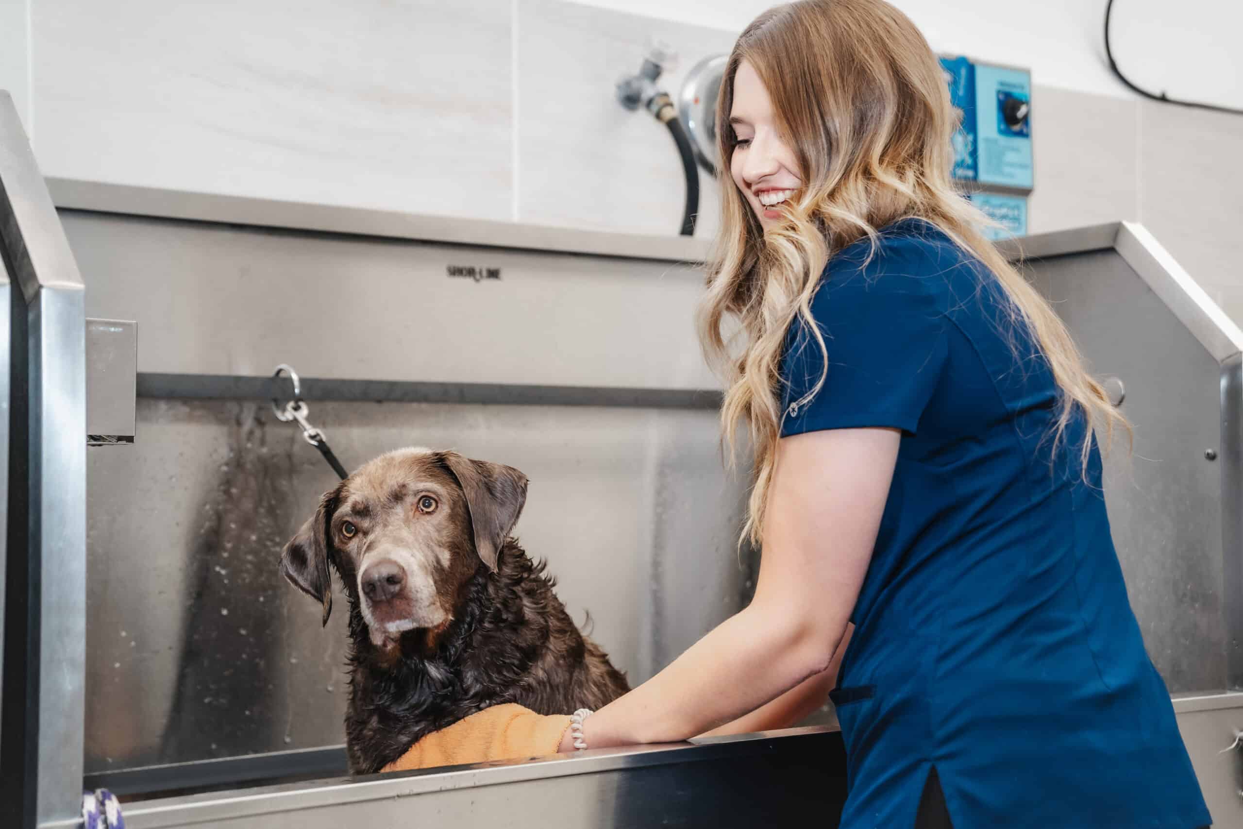 bather & brusher dog grooming classes