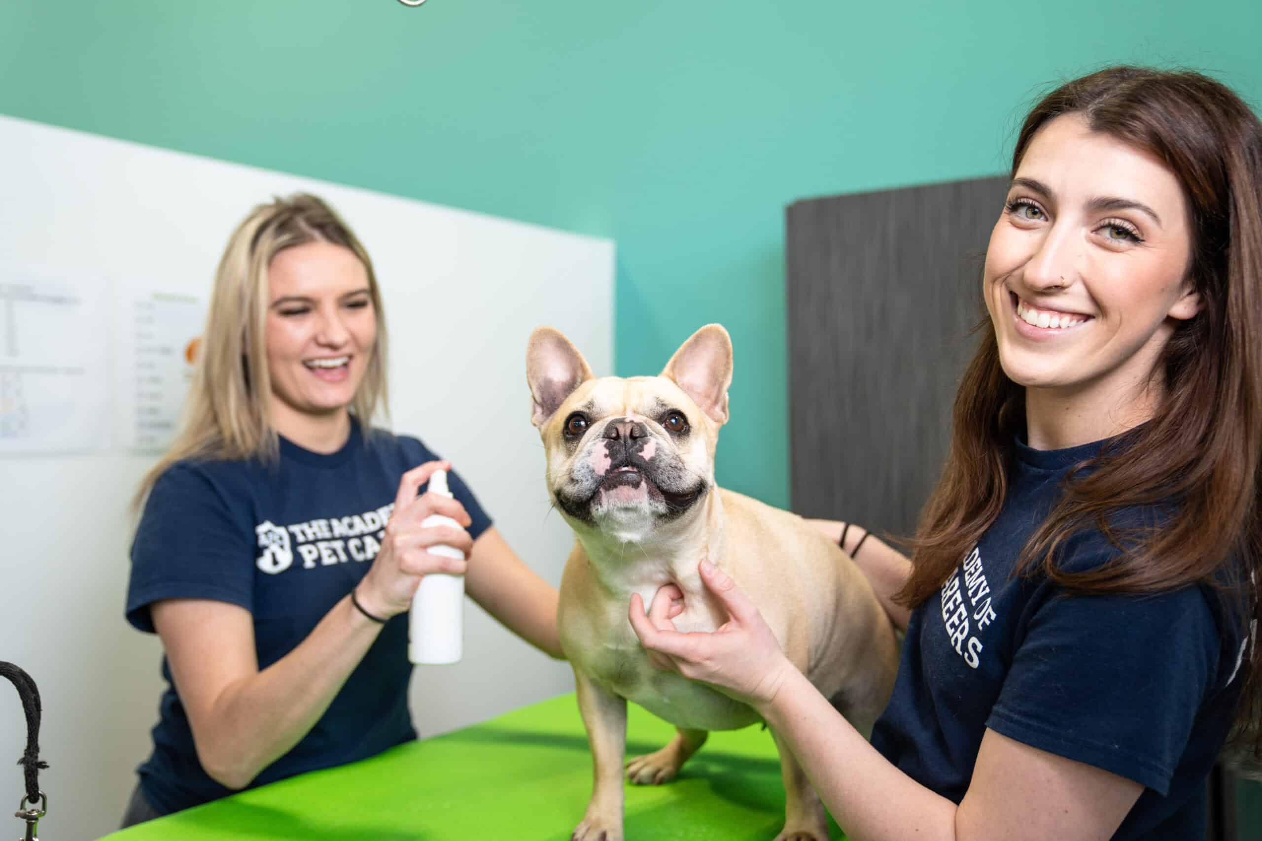 curriculum for the academy of pet careers grooming school