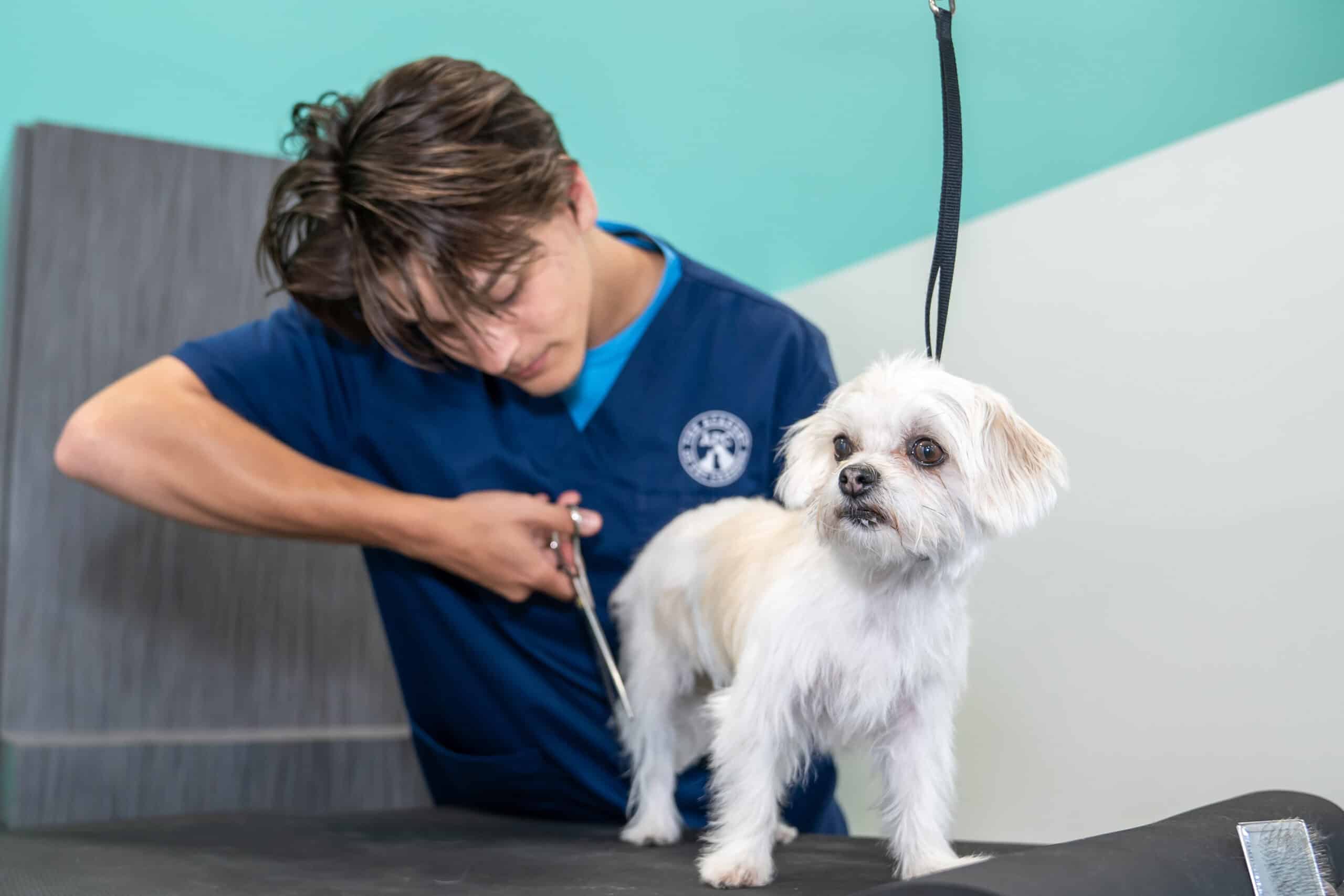 professional dog grooming classes