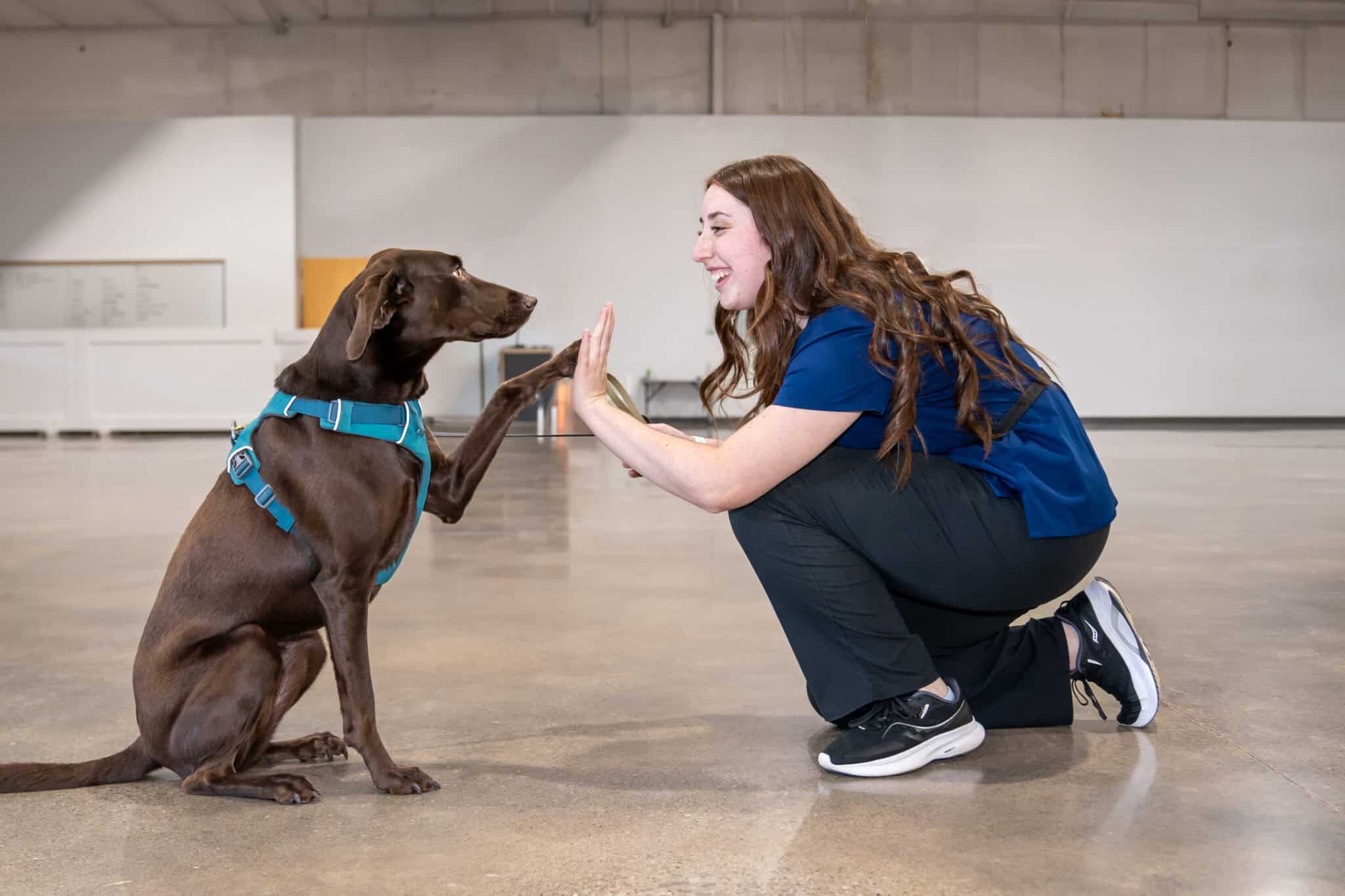 Pet Course The Academy of Pet Careers | Award-Winning Pet Education
