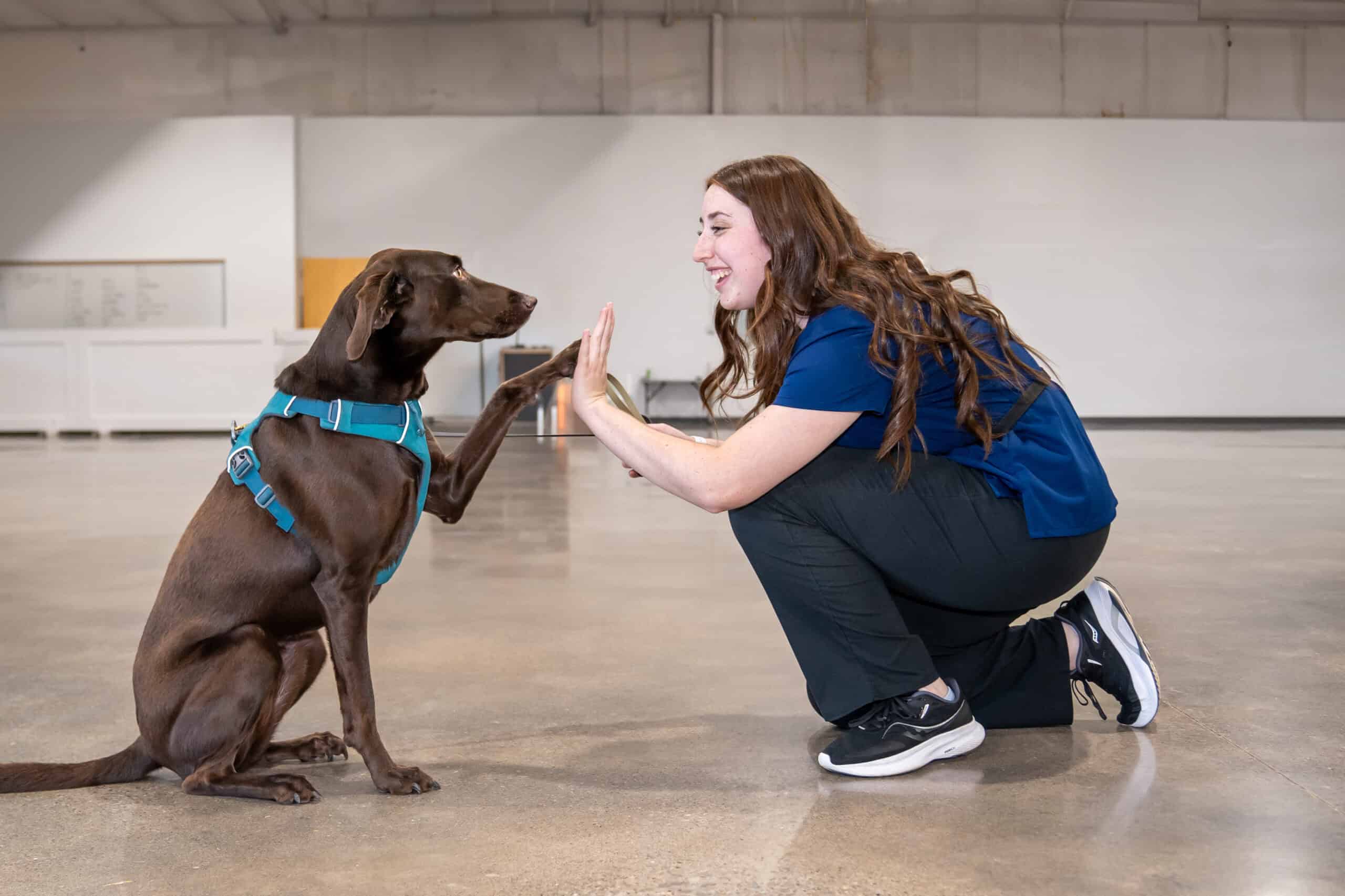 luxlife award for best pet career education in the us