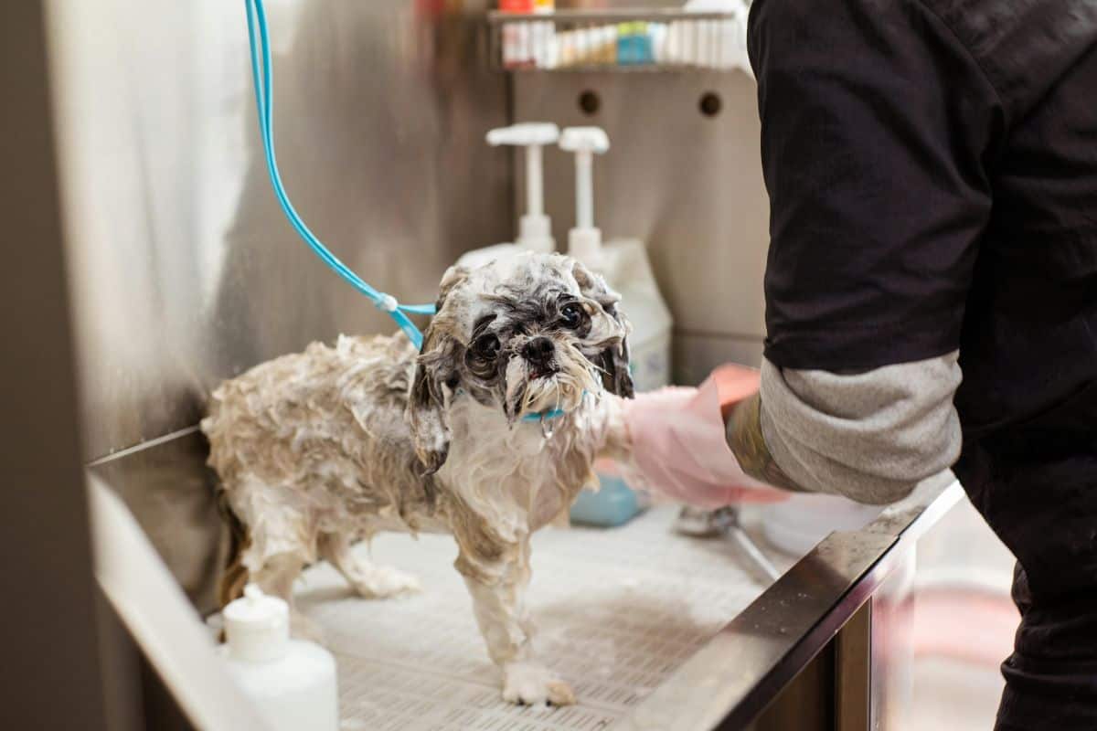 how to start your own mobile dog grooming business