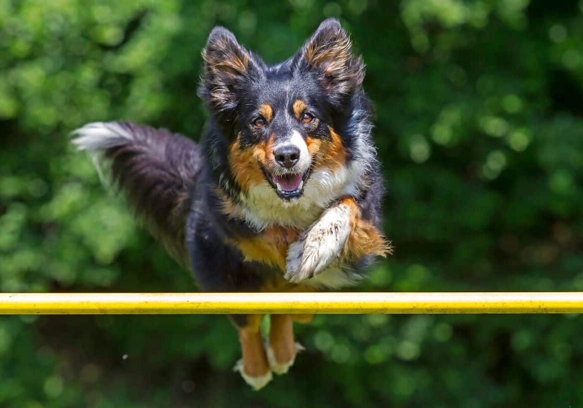 Learn Dog Sports Agility Dock Diving Trebball Disc Dog