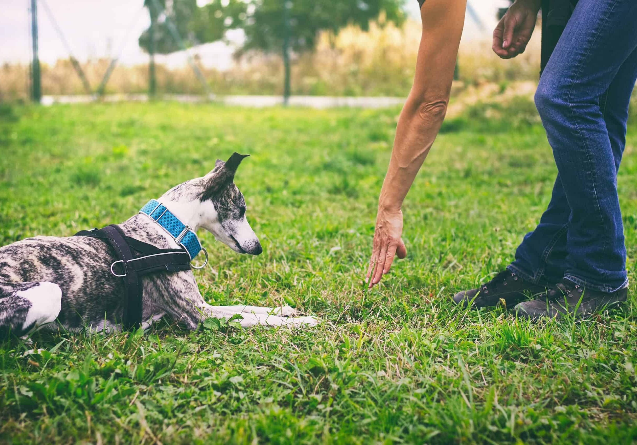 Dog Trainer Classes