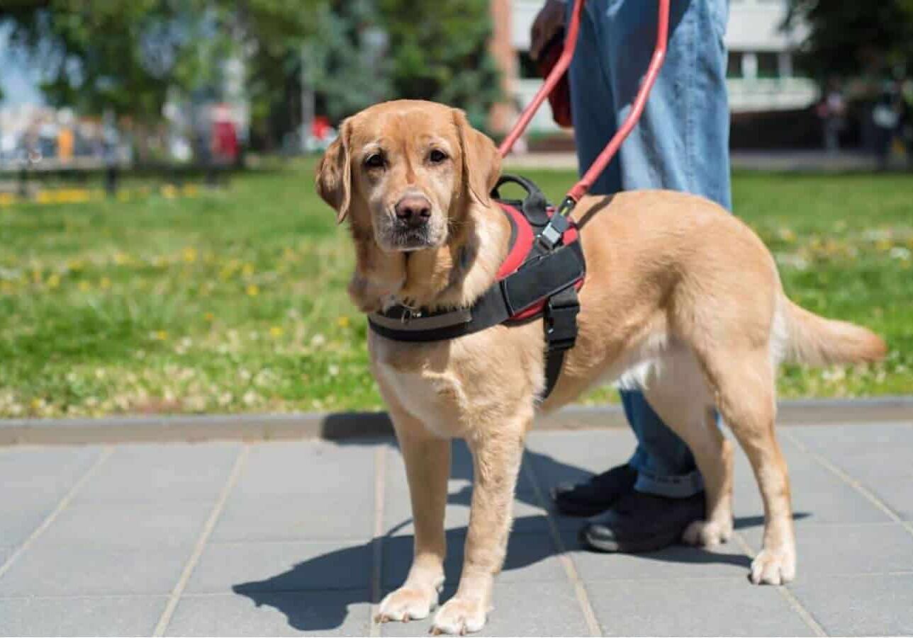 img-servicedog